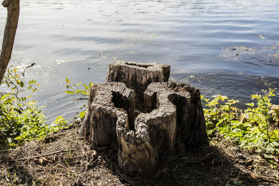 High angle view of tree stump at lakeshore