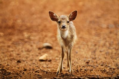 Portrait of an animal