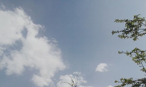 Low angle view of tree against sky