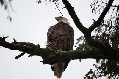 Low angle view of eagle perching on tree against sky