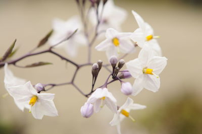 Close-up of white flowers blooming