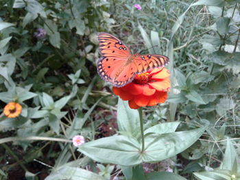 Close-up of butterfly pollinating on flower