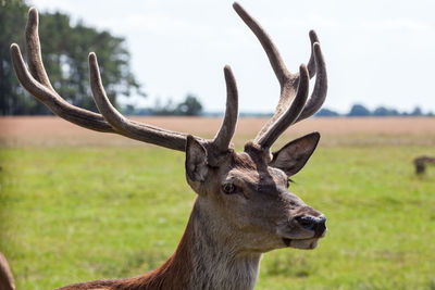 Close-up of deer on field