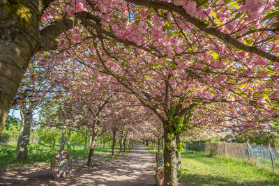 View of cherry blossom tree in park