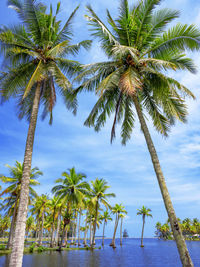 Palm trees on sea against sky