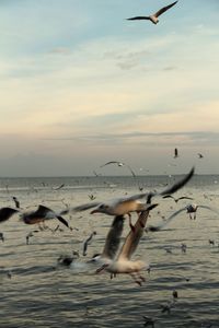 Seagulls flying over sea against sky