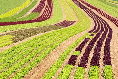 Scenic view of agricultural field