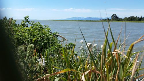 Plants growing in lake