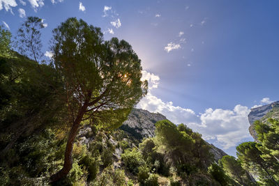 Low angle view of trees against sky