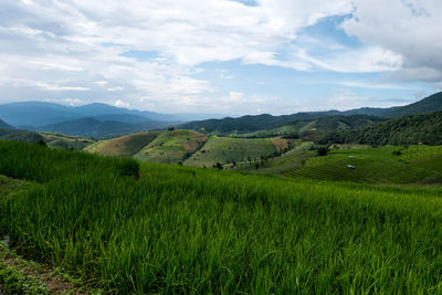 Scenic view of agricultural field against sky