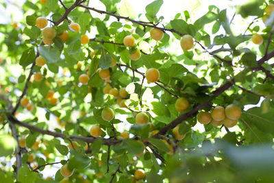 Close-up low angle view of leaves