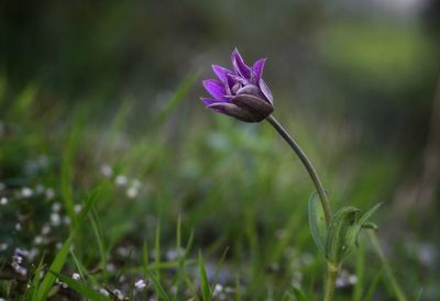 Close-up of purple crocus flower