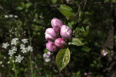 Close-up of pink flowering plant