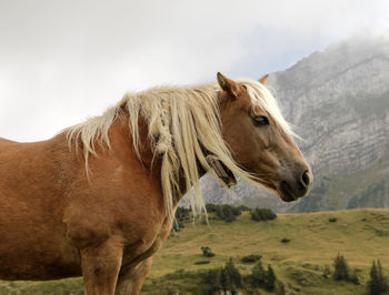 Side view of brown horse standing against mountain