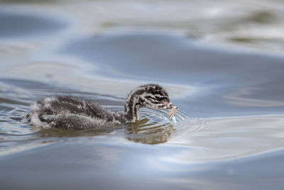 View of bird swimming in lake