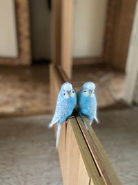 Bird perching on wood