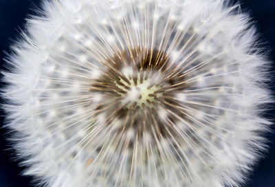 Close-up of dandelion flower