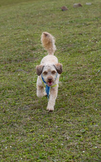 Dog running on field