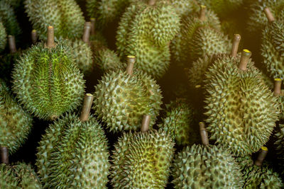 Close-up of succulent plant