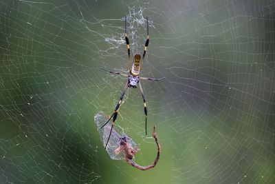 Close-up of spider on web