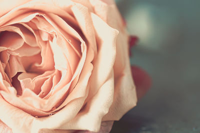 Close-up of rose bouquet