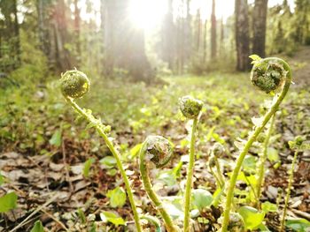 Close up of plant growing in forest