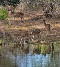 View of drinking water from a lake