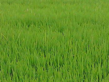 Full frame shot of green grass