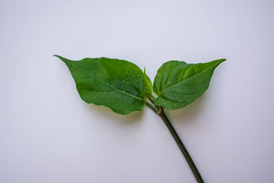 High angle view of leaves on white table