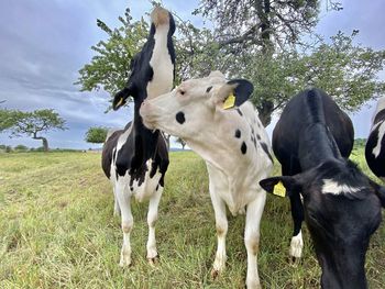 Cows standing in a field