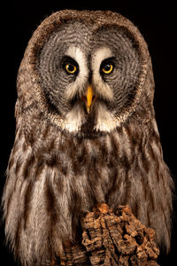Close-up portrait of owl