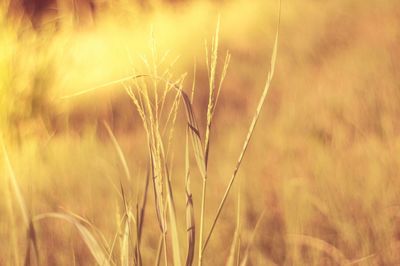 Close-up of wheat field