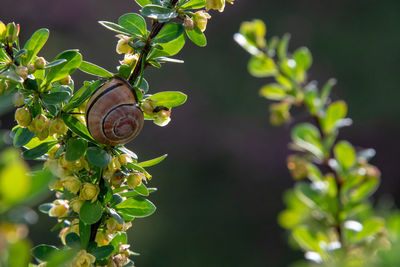 Close-up of fruit growing on plant
