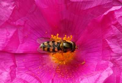 Close-up of insect on pink flower