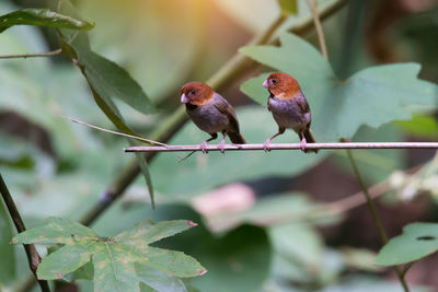 Bird perching on branch