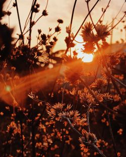 Close-up of flowering plants on field against sky during sunset