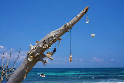Close-up of blue hanging over sea against clear sky