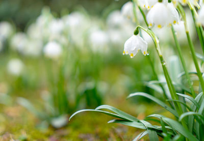 Close-up of wet white flowering plant