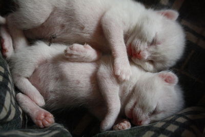 Close-up of cat sleeping