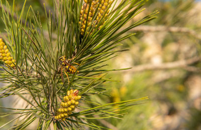 Close-up of pine tree