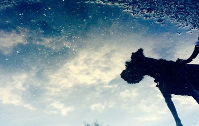 Low angle view of trees against blue sky