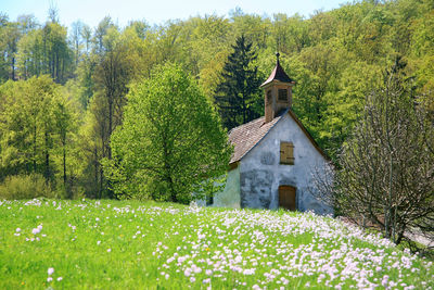 Plants growing on field against building