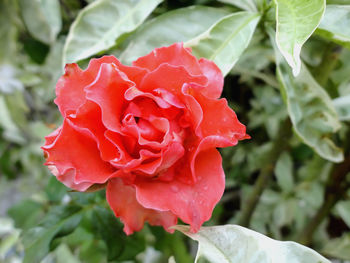 Close-up of red rose blooming outdoors