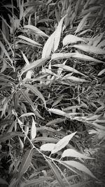 High angle view of plants on field