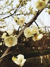 Close-up of white flowers