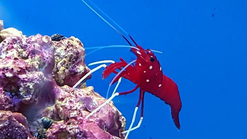 Low angle view of starfish on blue sky