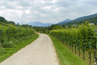 Scenic view of vineyard against sky