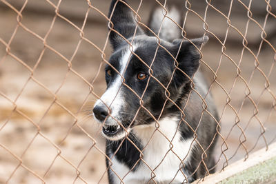 Close-up of dog looking away