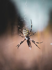 Close-up of spider on web