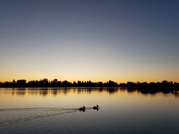 Silhouette birds swimming in lake against sky during sunset